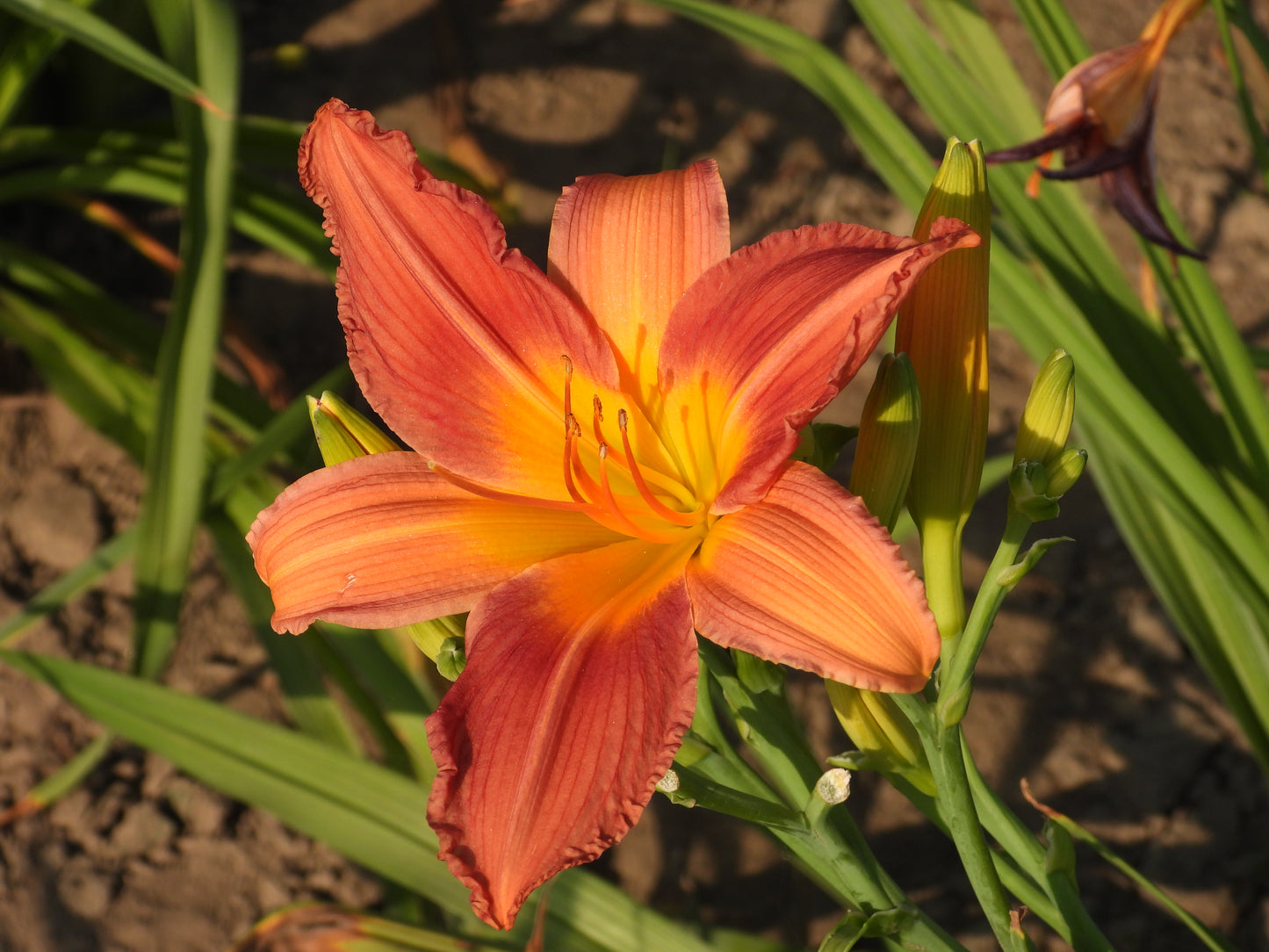 Crimson Ember Daylily – Fiery Red-Orange with Golden Glow 15