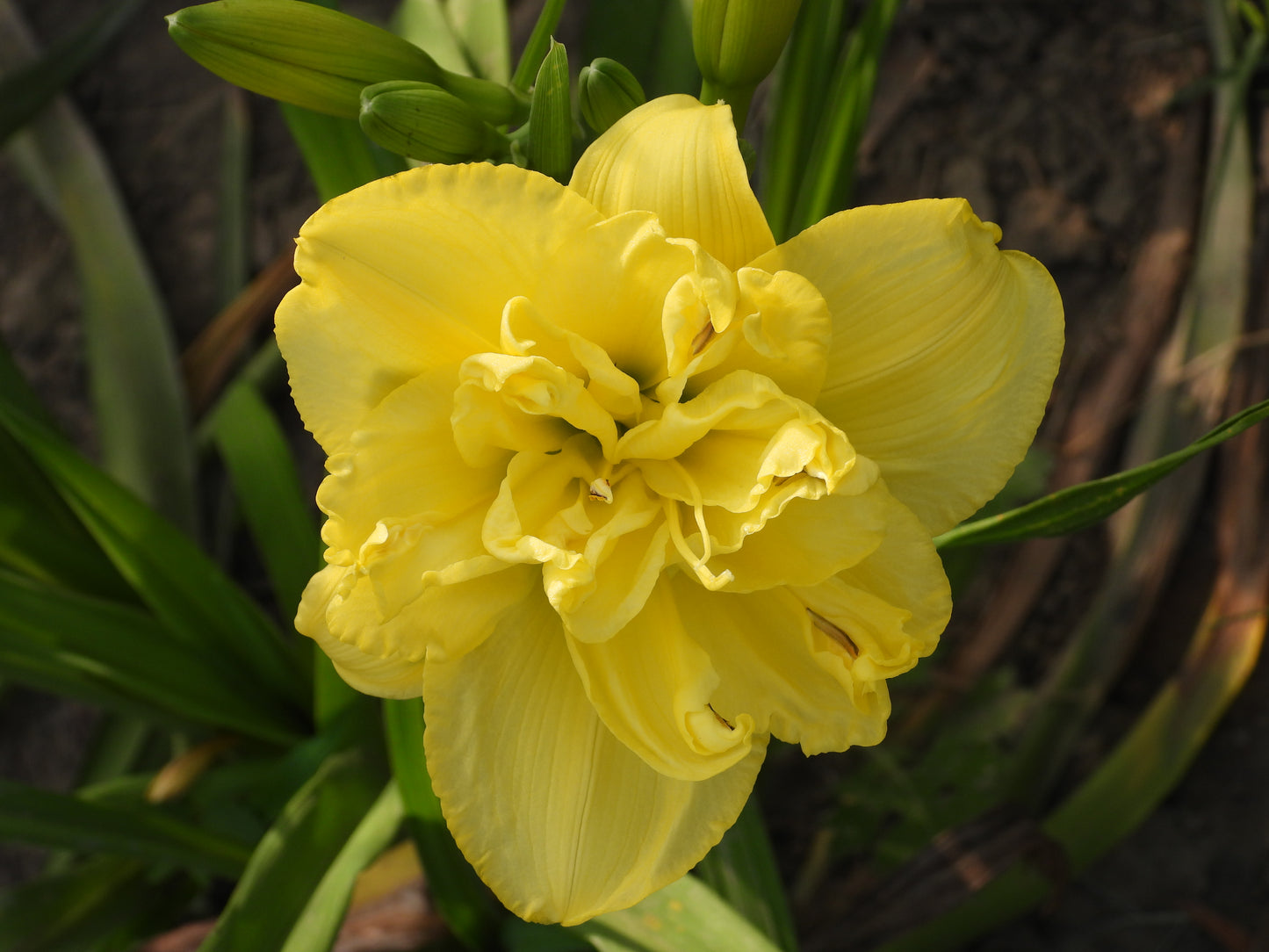 Sunbeam Delight Daylily β Soft Yellow Double Blooms 16