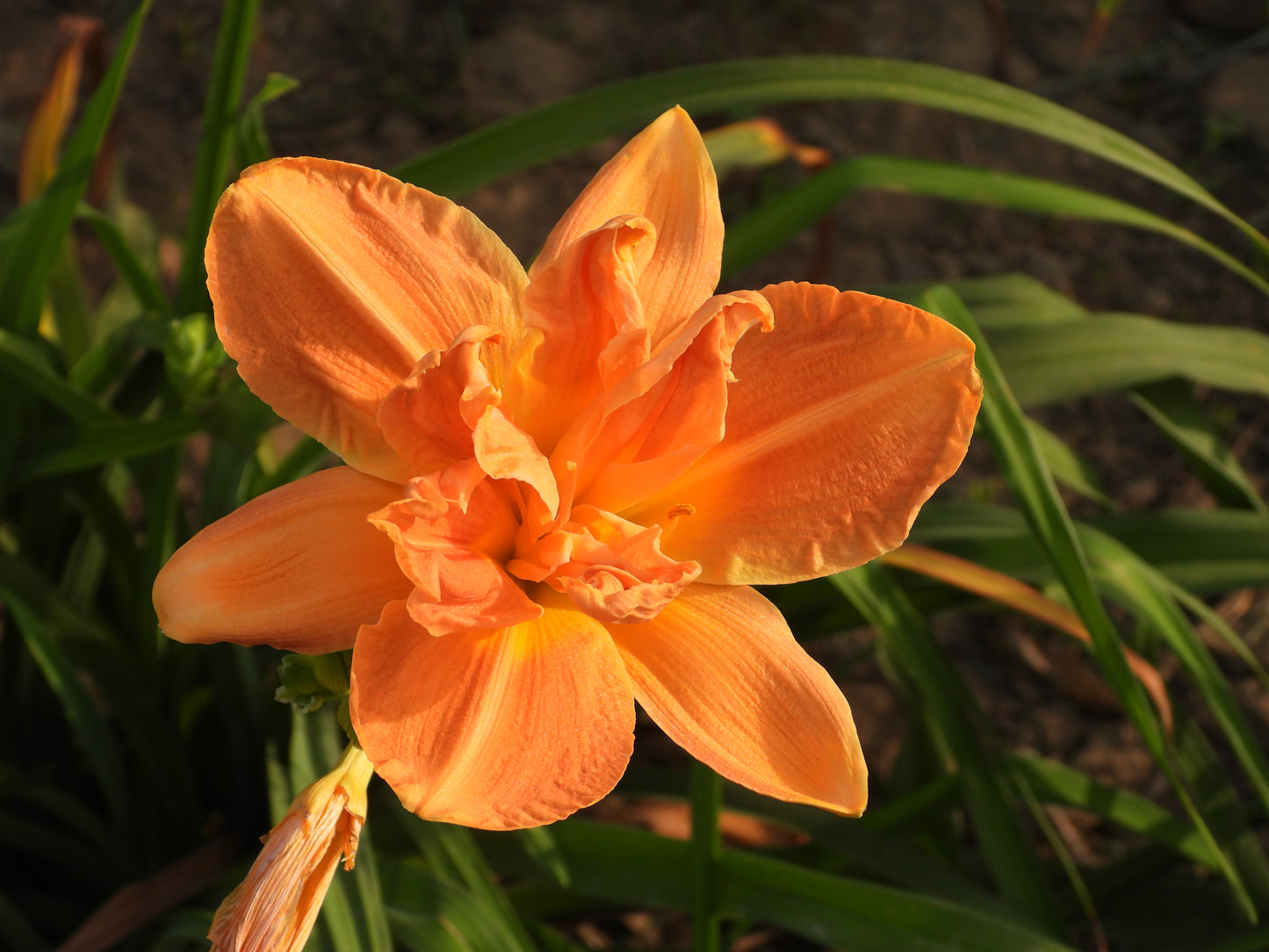 Sunset Pearl Daylily β Peachy Double Bloom Delight 03
