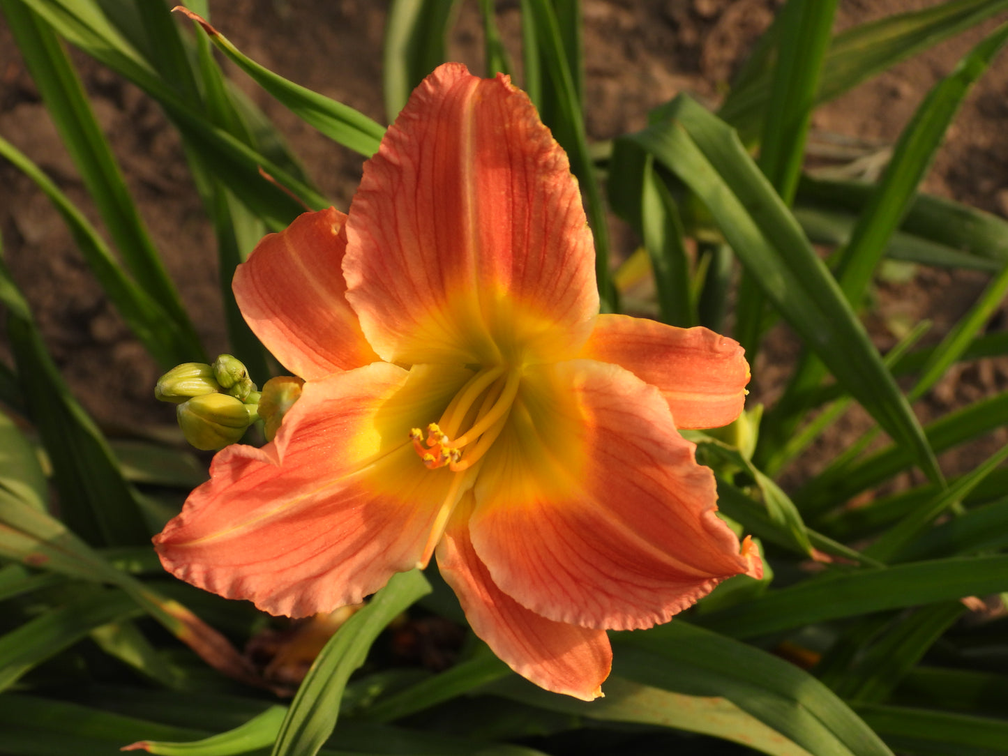 Coral-Orange with a Glowing Yellow Center 05