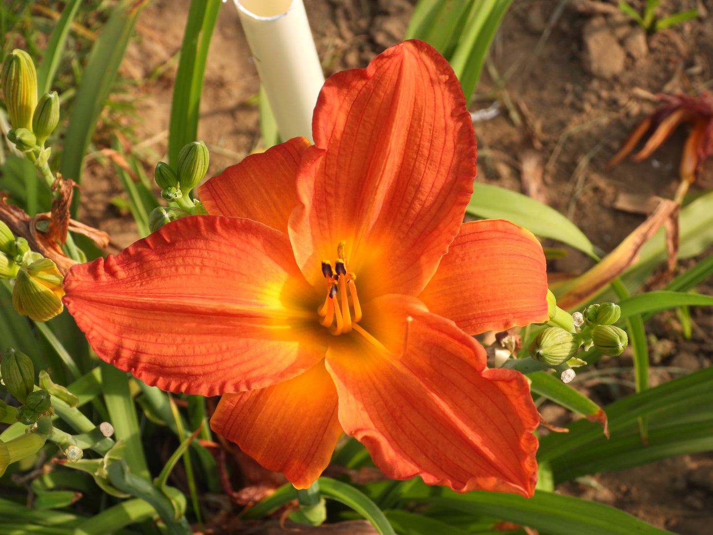 Fire burst Daylily β Fiery Orange with Golden Center 06
