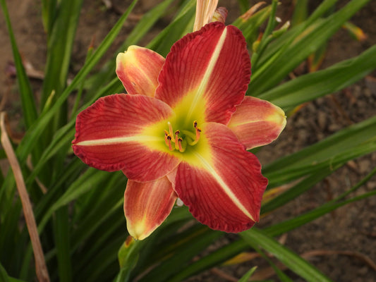 Ruby Radiance Daylily – Red Petals with Cream Tips and Yellow Glow 01