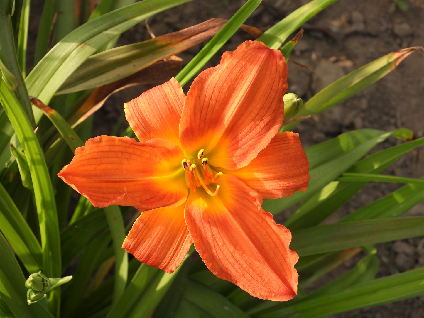 Tangerine Flame Daylily – Bold Orange with Yellow Heart 10