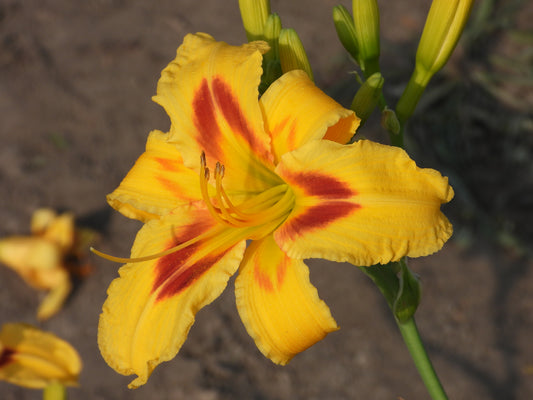 Sunfire Blaze Daylily – Yellow Petals with Fiery Red Eye 11