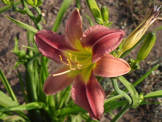 Plum Charm Daylily – Mauve Elegance with Golden Glow 12