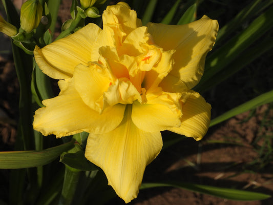 Butter Bloom Daylily – Lush Yellow Double Beauty 13