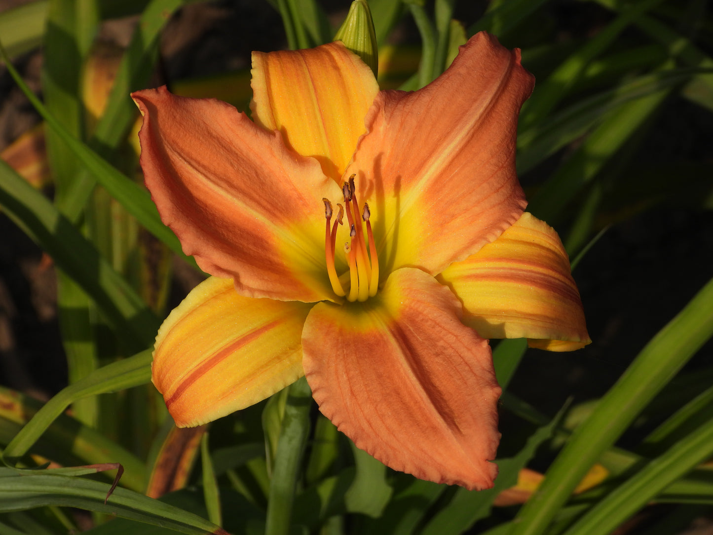 Amber Glow Daylily – Copper-Orange with Fiery Highlights 14