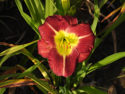 Royal Velvet Daylily – Deep Maroon with Lemon Glow 17