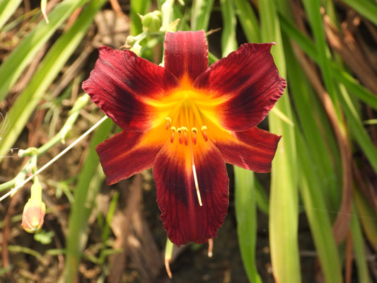 Midnight Flame Daylily – Deep Maroon with Fiery Center 18