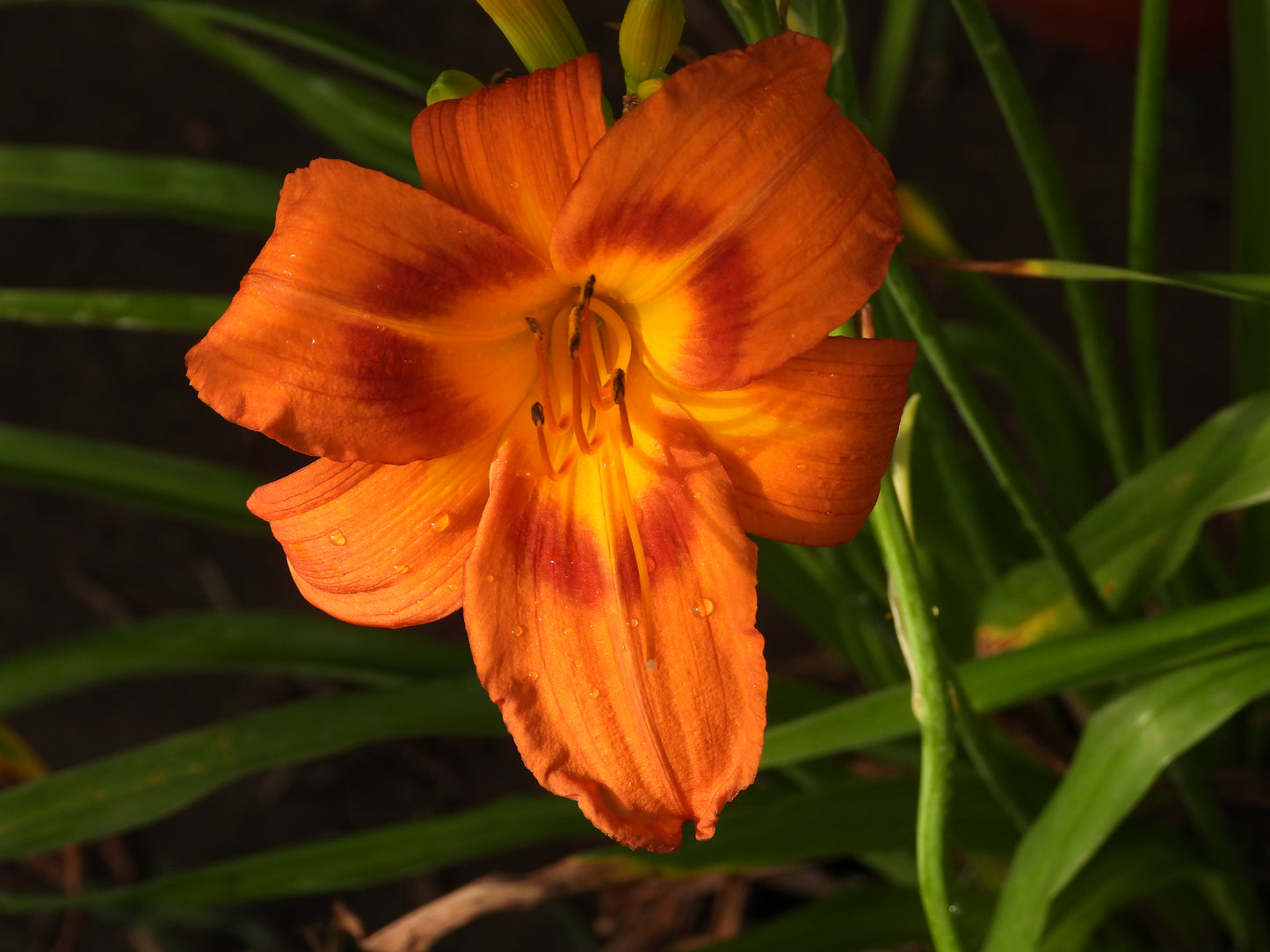 Tropical Ember Daylily – Fiery Orange with Red Eye 19