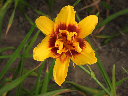 Blazing Crown Daylily – Yellow Double Bloom with Red Eye 02