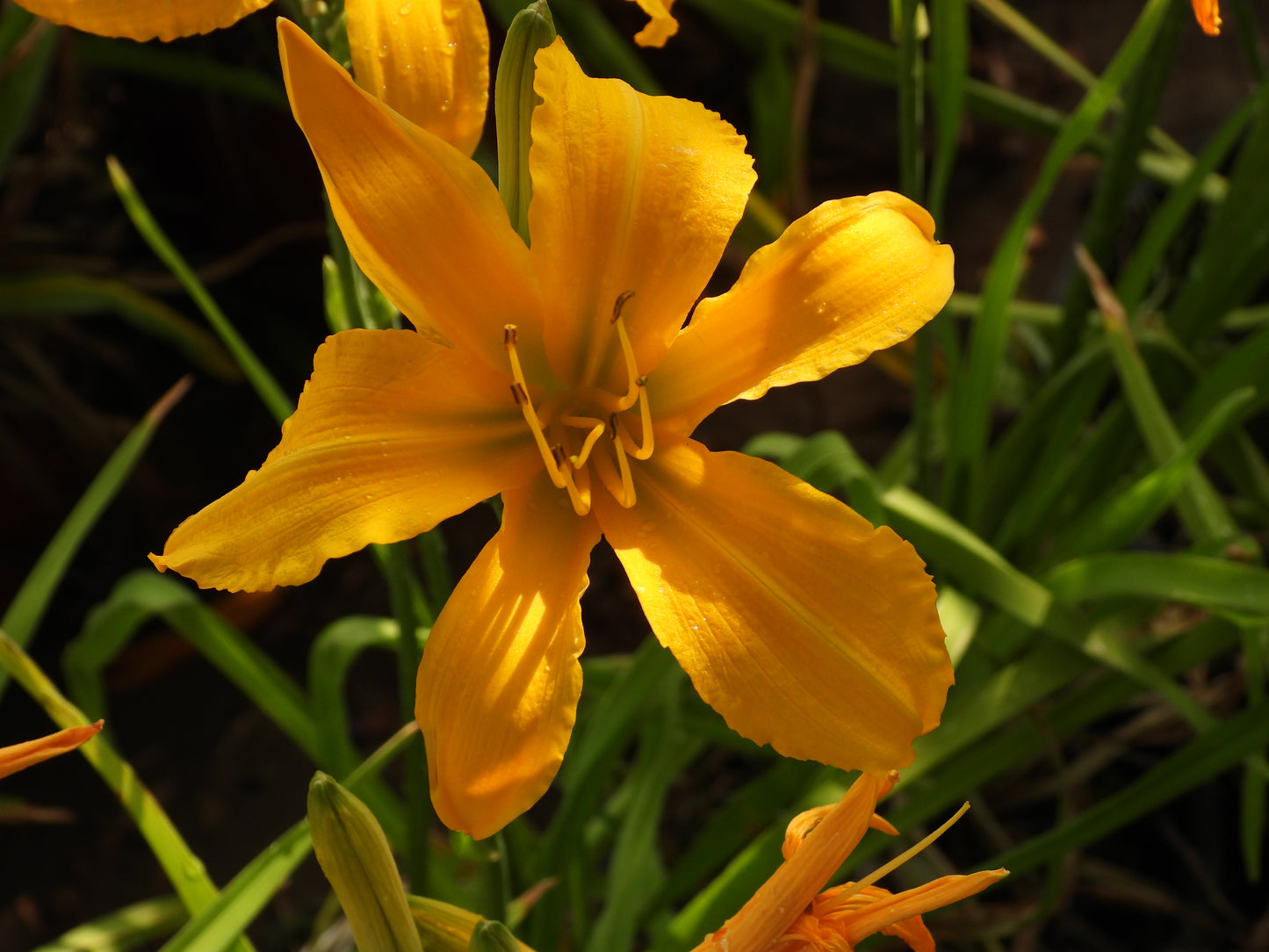 Golden Star Daylily – Bright Yellow with Sleek Petals 20