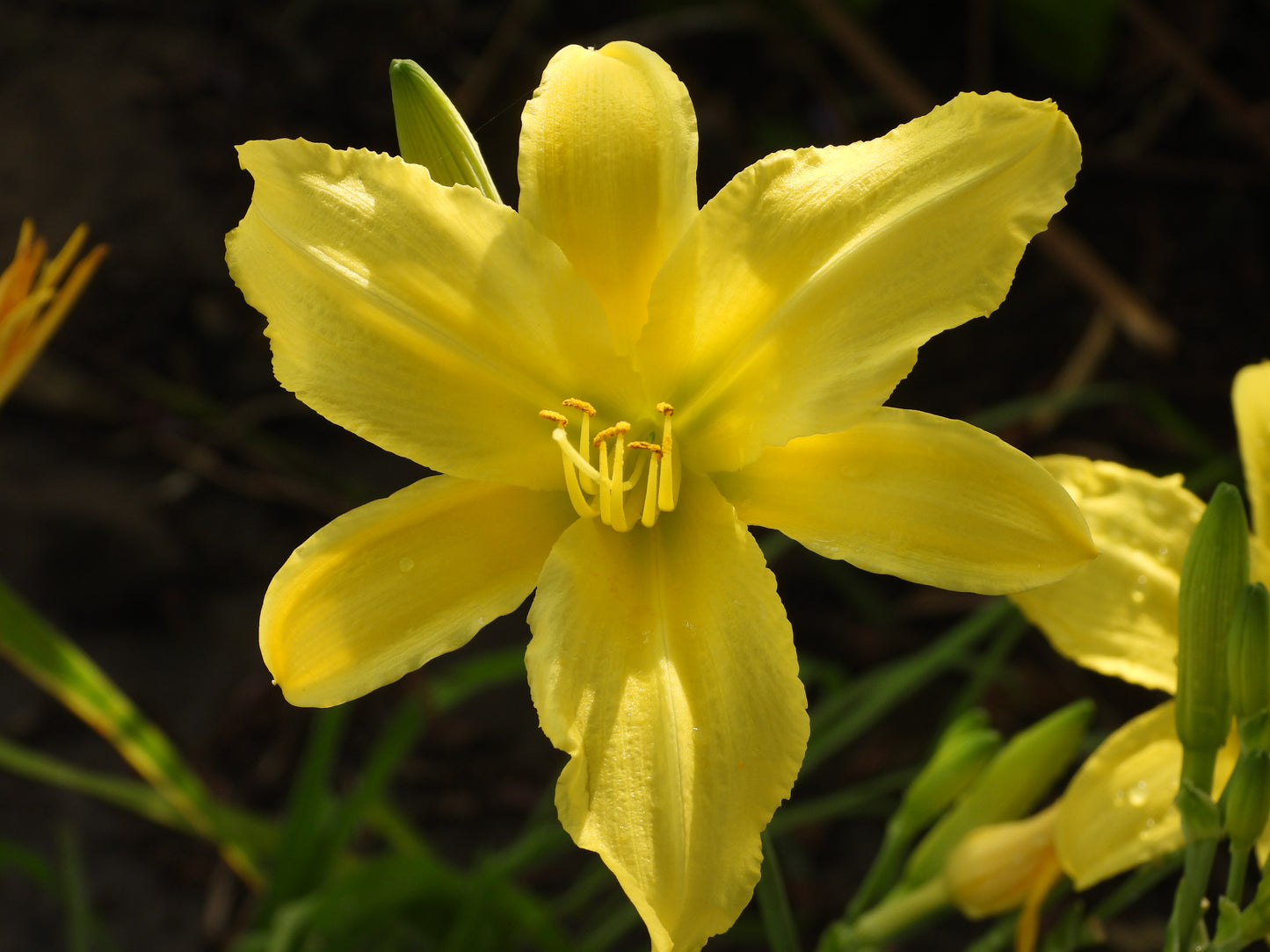 Lemon Star Daylily – Soft Yellow with Graceful Form 21