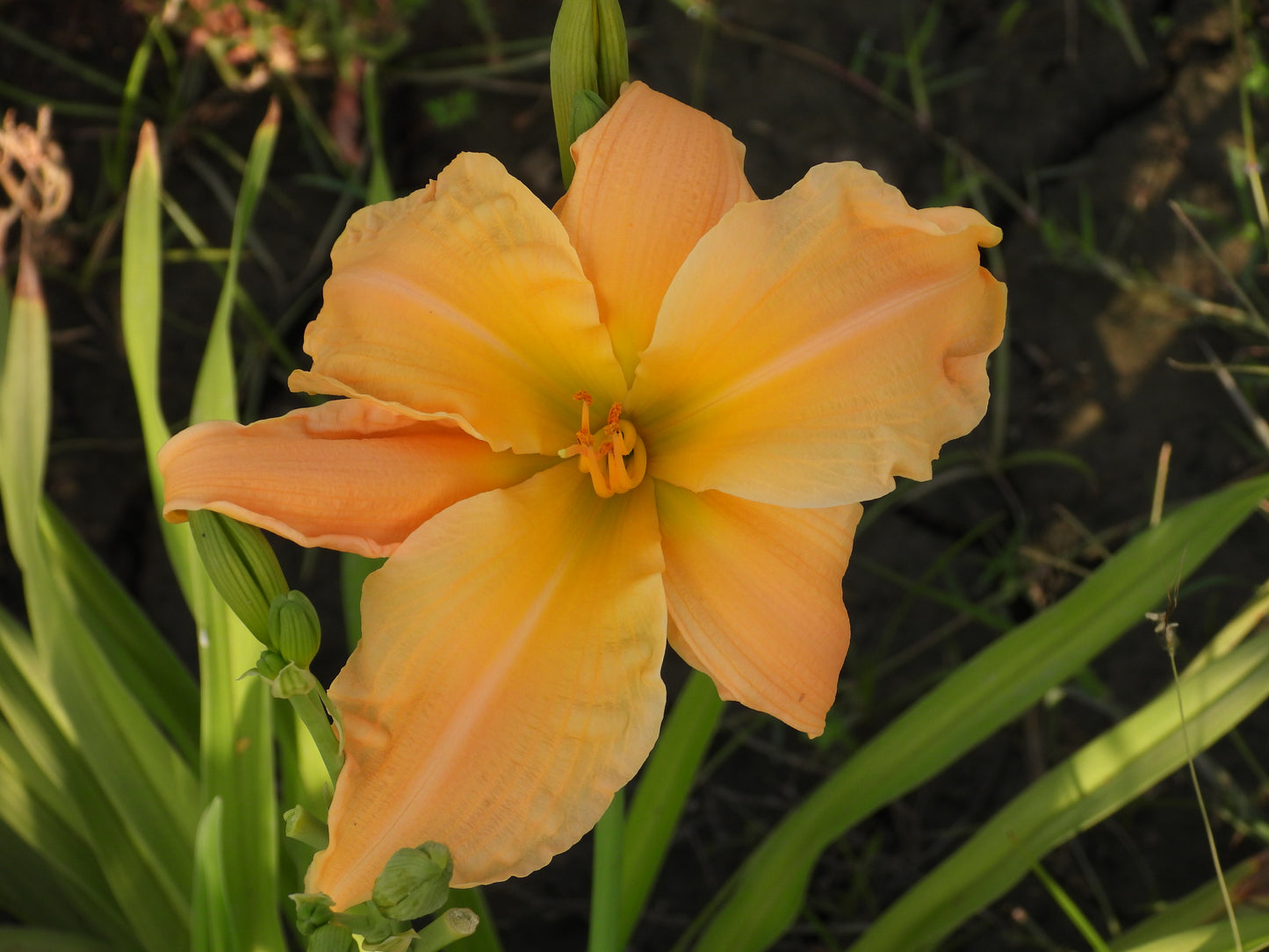 Apricot Charm Daylily – Peach Tones with Sunny Heart 22