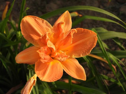 Sunset Pearl Daylily – Peachy Double Bloom Delight 03