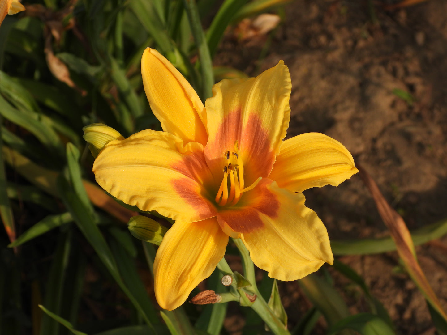 Yellow daylily with a vibrant orange center 04