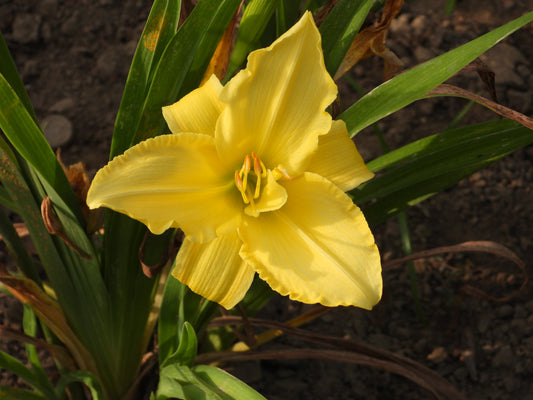 Lemon Delight Daylily – Soft Yellow Elegance 07