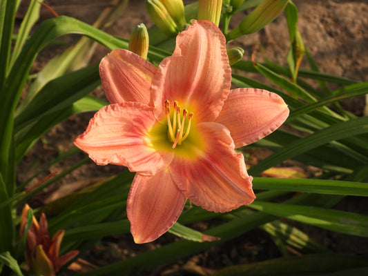 Peach Whisper Daylily – Peach Petals with Yellow Glow 08