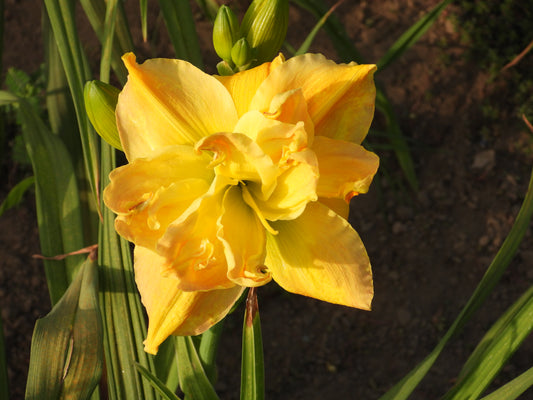 Golden Ruffle Daylily – Double Yellow Delight 09